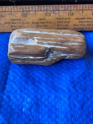 Polished Petrified Wood Specimen