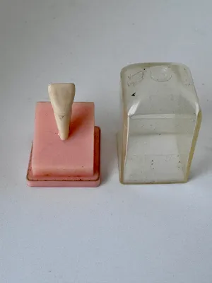 Vintage Columbia Dentoform Anatomical Tooth Model with Case