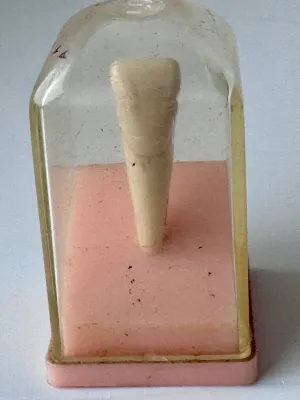 Vintage Columbia Dentoform Anatomical Tooth Model with Case