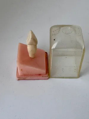 Vintage Columbia Dentoform Anatomical Tooth Model with Case