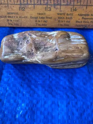 Polished Petrified Wood Specimen