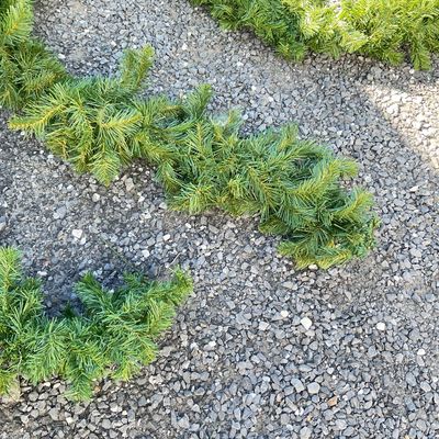 Artificial Green Christmas Pine Garlands - Set of 5