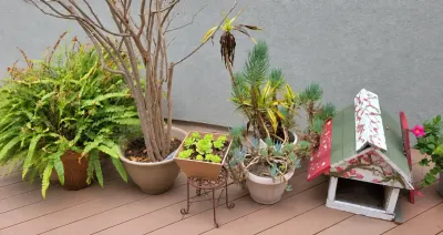 OUTDOOR POTTED PLANTS (3)