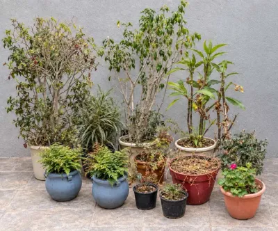 OUTDOOR POTTED PLANTS (5)