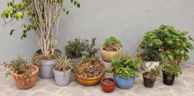 OUTDOOR POTTED PLANTS (4)