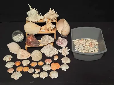 LARGE COLLECTION OF SHELLS