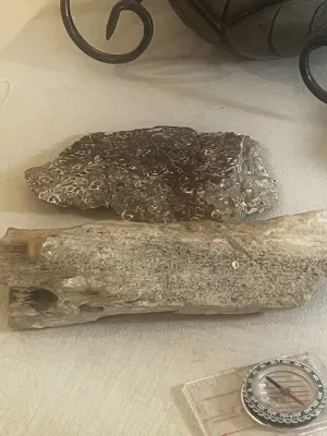 Two fossil specimens, including a piece of petrified wood and a fossilized shell matrix.