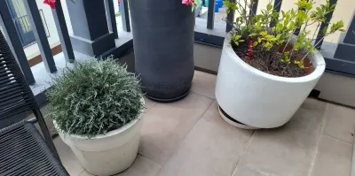 TWO RESTORATION HARDWARE POTS WITH PLANTS