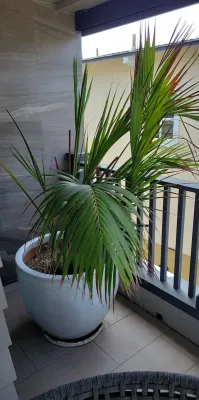 PAIR OF RESTORATION HARDWARE POTS WITH PLANTS