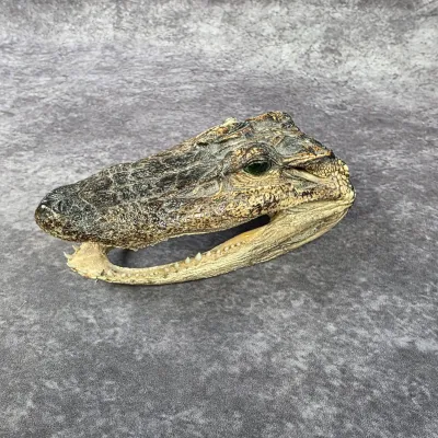 Taxidermy alligator head with green glass eyes, showing intact teeth and textured skin.
