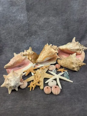 Collection of decorative sea life specimens, including large conch shells, dried starfish in various sizes, and sea urchin tests.