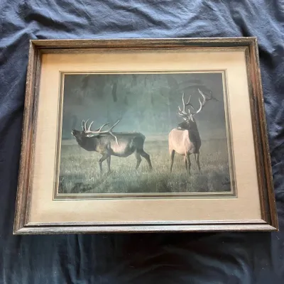 Sale Photo Thumbnail #62: 62 framed rocky mountain elk bulls wildlife art print