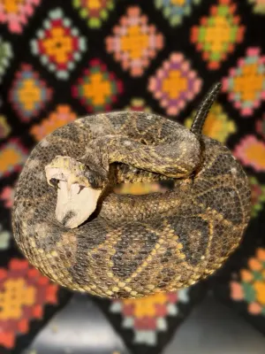 Taxidermy rattlesnake coiled in a striking pose with its mouth open, showing fangs, set against a colorful patterned textile background.