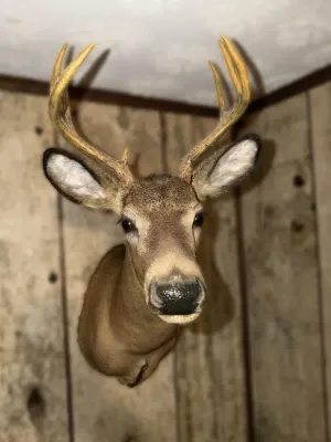 Taxidermy shoulder mount of a white-tailed buck with an eight-point antler rack, mounted on a wood-paneled wall.