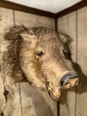 Taxidermy shoulder mount of a wild boar or javelina, depicted with an open mouth showing teeth, mounted on a wood-paneled wall.