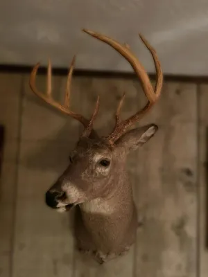 Taxidermy shoulder mount of a white-tailed deer buck with a large set of antlers, mounted on a wood-paneled wall.