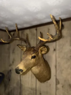 Vintage taxidermy shoulder mount of a white-tailed deer with a multi-point antler rack, mounted on a wood-paneled wall.