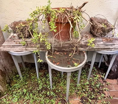 Weathered wooden garden bench supported by three round metal legs, holding potted succulent plants.
