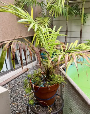 Potted palm plant with trailing succulents in a terracotta pot, secured with blue cord on a metal stand.