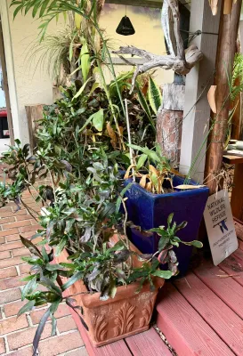 Assorted potted outdoor plants, including a terracotta planter with leaf relief details and a tall, square blue glazed ceramic pot.