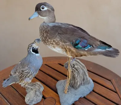 TAXIDERMY MOUNTED FEMALE DUCK AND CALIFORNIA QUAIL
