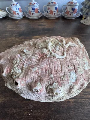 Sale Photo Thumbnail #181: A large, natural red abalone shell featuring a rugged, textured exterior with natural barnacle and tube worm growth, and a highly iridescent mother-of-pearl (nacre) interior showing beautiful pink, green, and silver tones. Features the characteristic open