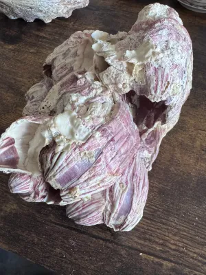 Sale Photo Thumbnail #229: A large, natural purple barnacle cluster specimen. Features striking lavender and deep purple ridges with white calcified highlights and smaller attached marine growths. This organic sea specimen makes an excellent coastal decor accent piece or addition t