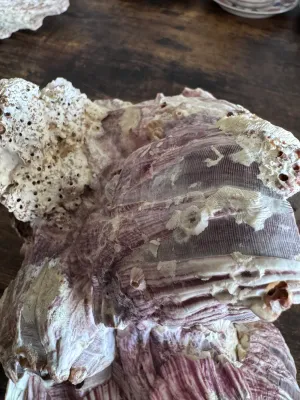 Sale Photo Thumbnail #228: A large, natural purple barnacle cluster specimen. Features striking lavender and deep purple ridges with white calcified highlights and smaller attached marine growths. This organic sea specimen makes an excellent coastal decor accent piece or addition t