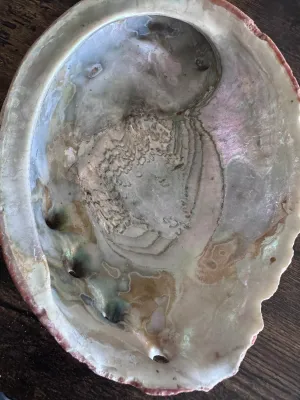 Sale Photo Thumbnail #183: A large, natural red abalone shell featuring a rugged, textured exterior with natural barnacle and tube worm growth, and a highly iridescent mother-of-pearl (nacre) interior showing beautiful pink, green, and silver tones. Features the characteristic open