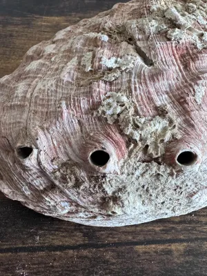 Sale Photo Thumbnail #182: A large, natural red abalone shell featuring a rugged, textured exterior with natural barnacle and tube worm growth, and a highly iridescent mother-of-pearl (nacre) interior showing beautiful pink, green, and silver tones. Features the characteristic open