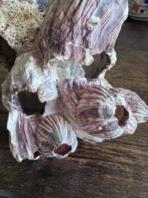 Sale Photo Thumbnail #227: A large, natural purple barnacle cluster specimen. Features striking lavender and deep purple ridges with white calcified highlights and smaller attached marine growths. This organic sea specimen makes an excellent coastal decor accent piece or addition t