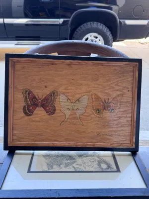 Vintage 1975 Signed Moth Illustration on Wood Panel - Cecropia, Luna, Polyphemus