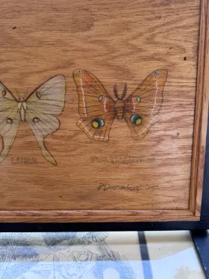 Vintage 1975 Signed Moth Illustration on Wood Panel - Cecropia, Luna, Polyphemus
