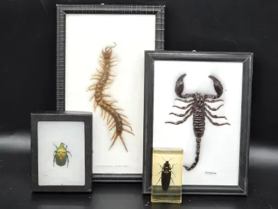 Collection of taxidermy insect specimens, including a framed centipede, a framed scorpion, a framed green beetle, and a beetle preserved...