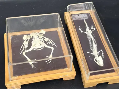 Two vintage taxidermy skeletal specimens, featuring a frog and a lizard, mounted on dark bases under clear acrylic display cases with...