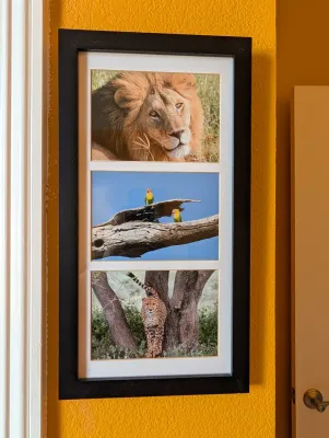 Three-panel framed wildlife photography print featuring a lion, lovebirds on a branch, and a cheetah, housed in a black frame with a...