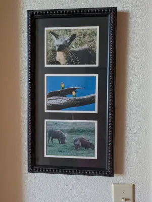 Trio of African wildlife photographs, featuring a bat-eared fox, lovebirds, and warthogs, presented in a single matted frame with a...