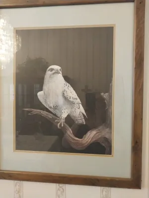 Sale Photo Thumbnail #37: Framed wildlife art print depicting a white falcon perched on a gnarled branch, double-matted in a rustic wooden frame.