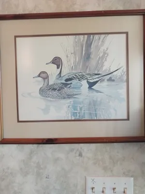 Sale Photo Thumbnail #41: Framed wildlife art print depicting a pair of northern pintail ducks swimming in water, presented in a wooden frame with a double mat.