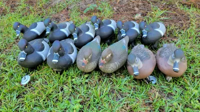 Collection of twelve molded plastic duck hunting decoys lined up outdoors on grassy ground.