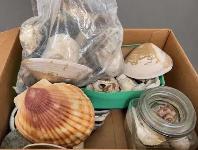 MYSTERY COLLECTION OF SHELLS