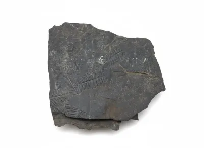Sale Photo Thumbnail #27: Fossilized fern frond specimen embedded in dark grey shale rock.