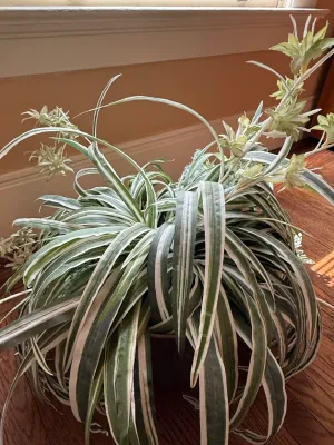 Sale Photo Thumbnail #208: Faux variegated spider plant with arched long leaves and blooming offshoots set in a container.