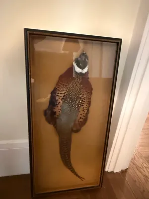 Sale Photo Thumbnail #197: Framed ring-necked pheasant taxidermy skin displayed inside a rectangular shadowbox frame with gold trim accent.