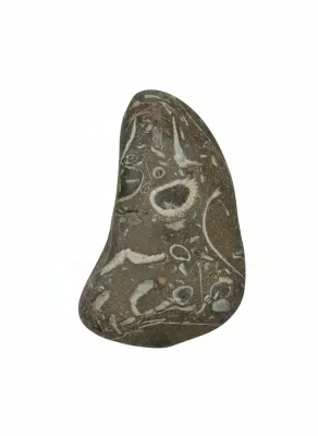 Sale Photo Thumbnail #34: Smooth fossiliferous stone specimen featuring embedded shell fragments and mineral deposits throughout.