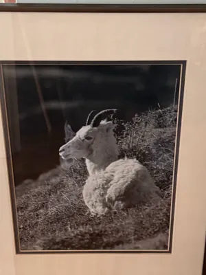 Sale Photo Thumbnail #352: Framed black and white wildlife photograph of a mountain goat resting on a grassy slope.