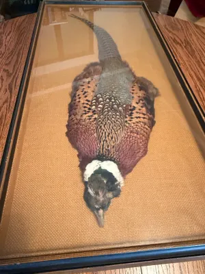 Sale Photo Thumbnail #198: Taxidermy ring-necked pheasant pelt mounted under glass in a wooden shadowbox frame with a burlap backing.
