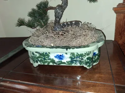 Sale Photo Thumbnail #83: Artificial pine bonsai tree set in a hand-painted mint green ceramic planter with blue floral accents and Spanish moss bedding.