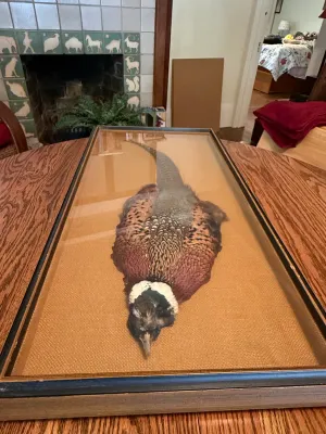 Sale Photo Thumbnail #199: Framed taxidermy ringneck pheasant mount presented flat on a burlap backing in a shadowbox style frame.