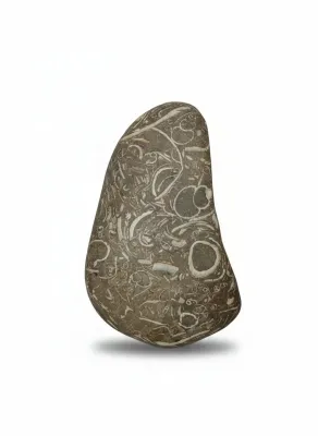 Sale Photo Thumbnail #35: Polished fossiliferous limestone pebble featuring distinct white marine fossil fragments, including gastropods and crinoid stems, embedded in a smooth grey stone matrix.